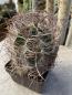 Preview: Astrophytum capricorne var. aureum